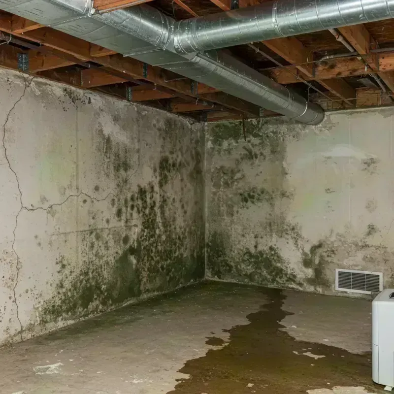 Professional Mold Removal in Rubidoux, CA